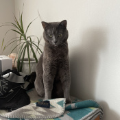 Arlo, a Dark-grey Grey  Cat