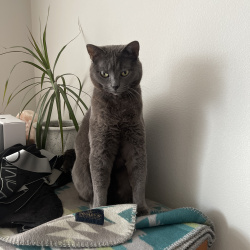 {petName}, a Dark-grey Grey  Cat