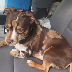 {petName}, a Brown, Tan Mixed Dog